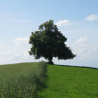 A Tree on a Hill